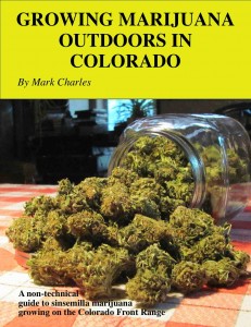 Growing marijuana outdoors in Colorado