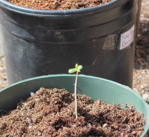 seedling