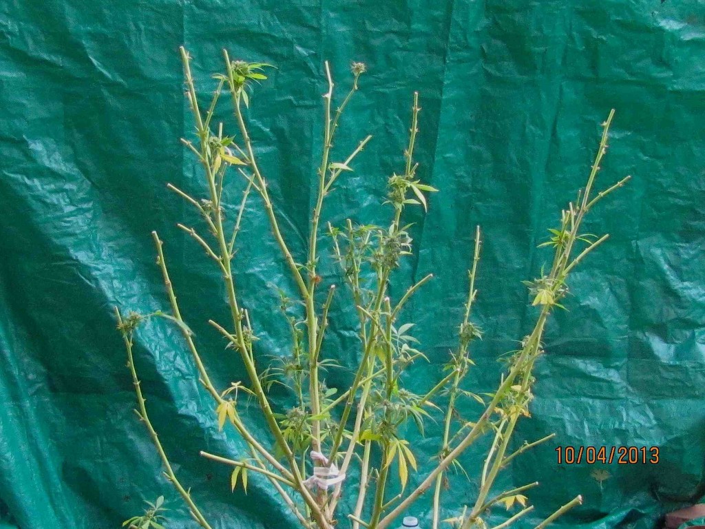 harvested marijuana plant