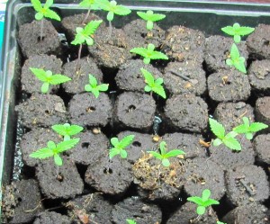 pot germinates