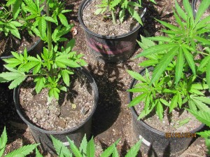 young pot plants