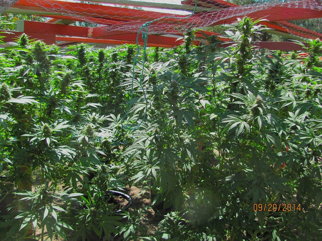 field of colas