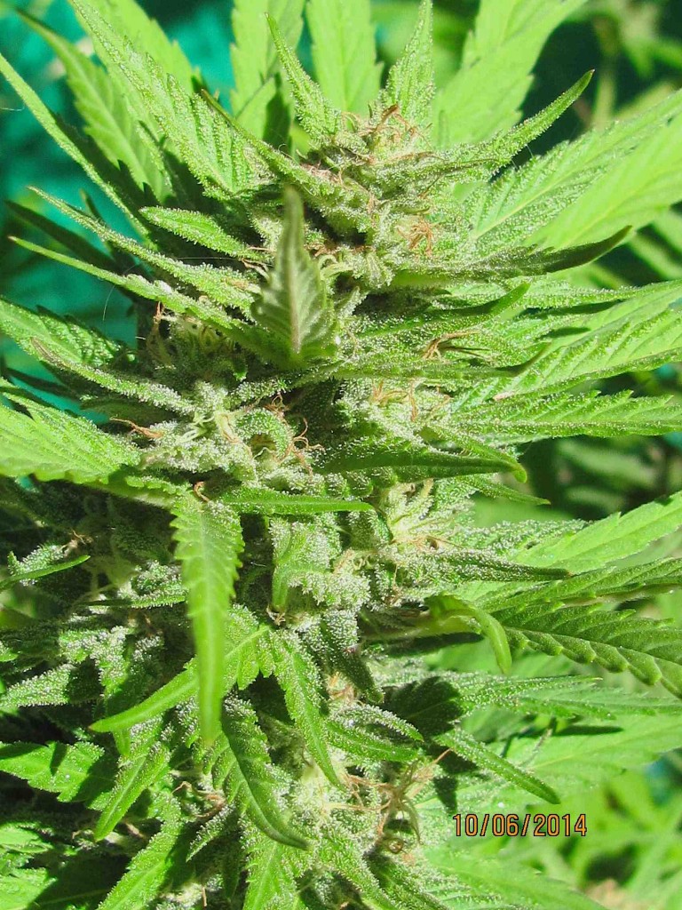 flower bud not ready to harvest